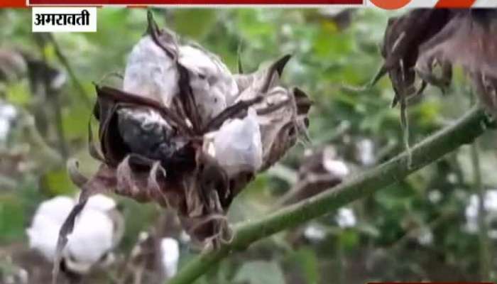 Amravati Cotton Farmers In Trouble
