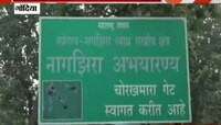 गोंदिया | 7 महिन्यानंतर नवेगाव नागझिरा व्याघ्र प्रकल्प सुरु