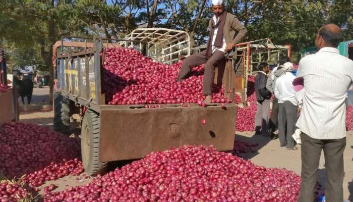 साधारण ५० रुपये किलोने मिळेल कांदा, जाणून घ्या 