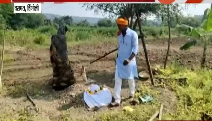  Hingoli Farmers Pay Trtibute To Animals By Doing All Final Rituals