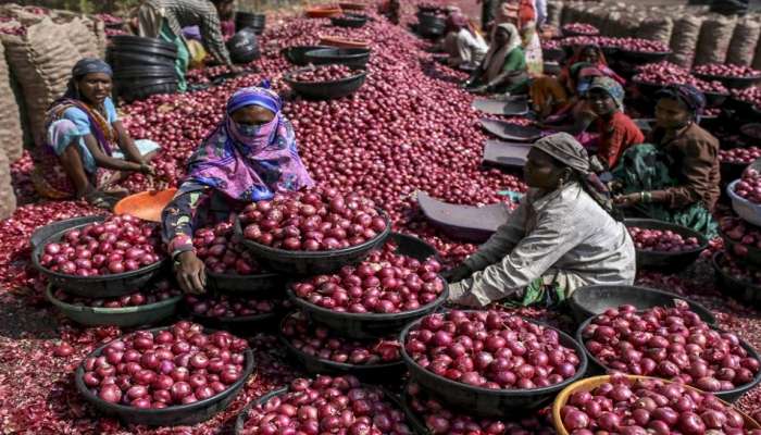  कांद्याच्या बाजार भावात  दुसऱ्या दिवशीही घसरण 