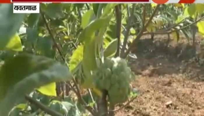 Yavatmal 65 Year Old Farmers Success Story On Growing Custard Apple Farm And Earning Good Profit