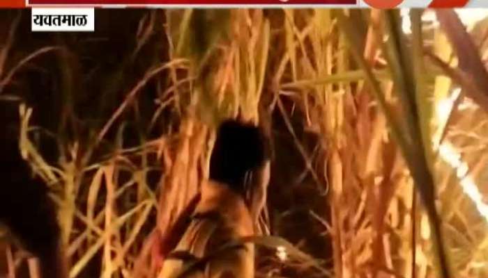 Yavatmal Fire In Sugarcane Farm