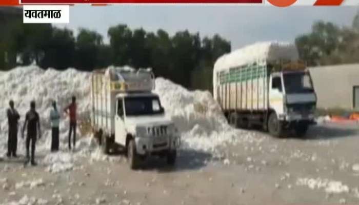 Yavatmal Cotton Producing Farmers In Problem As No Nodel Agency Starts Purchasing Cotton