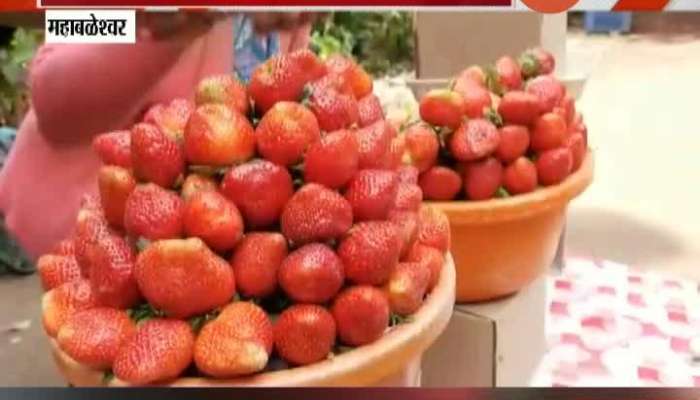Satara,Mahabaleshwar Strawberry Get Higher