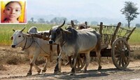 मेळघाटात बैलगाडीच्या चाकात ओढणी फसून तरुणीचा मृत्यू