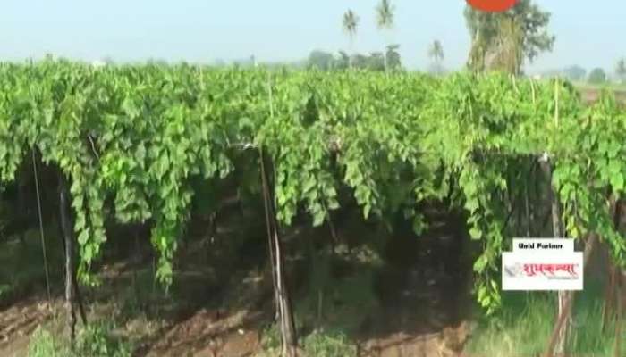 Nashik,Nifad Grapes Farmers In Trouble
