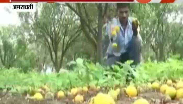 Amravati Orange Farmers In Trouble