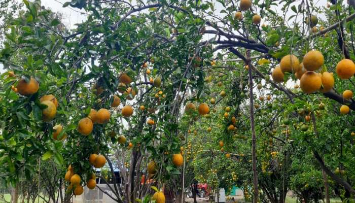  भाव कोसळल्याने अमरावतीतील संत्रा उत्पादक शेतकरी संकटात   