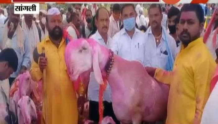Sangli,Aatpadi One Crore And Fifty Lakh Goat In Market