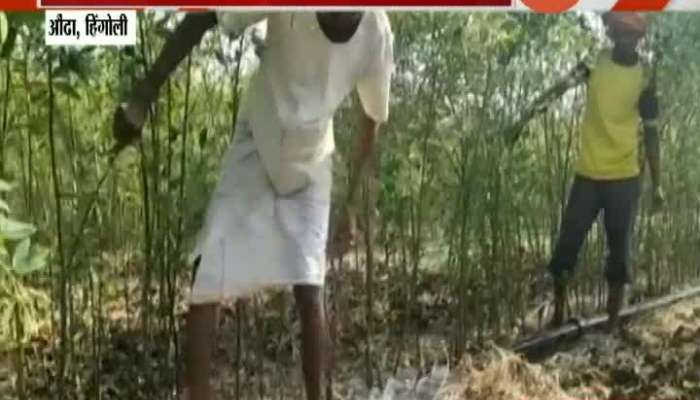 Hingoli,Aunda Zee 24 Taas Impact Farmers Get Sprinkler And Farmers Loan