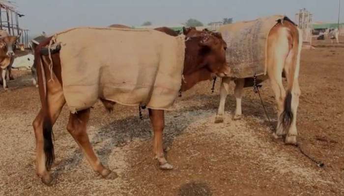 थंडीपासून गाईंचा बचाव करण्यासाठी यूपी सरकारचा &#039;हा&#039; निर्णय