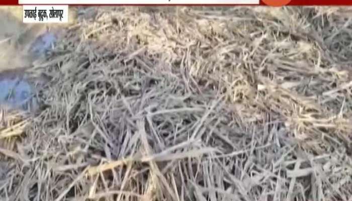 Solapur Farmer Mahadev Bhange Production Of Earthworm Compost
