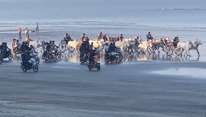 बंदी असतानाही अलिबागमध्ये बैलगाडी शर्यतींचे आयोजन, जिल्‍हाधिकाऱ्यांकडे तक्रार