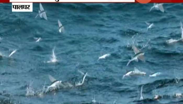  Palghar New Species Of Flying Fish In Net Of Fisherman