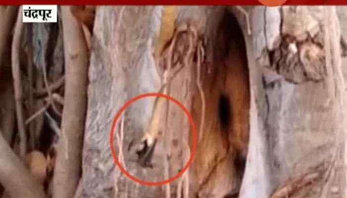 Chandrapur Snake Hunting Bat On Tree Captures On Camera