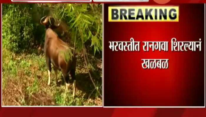 Pune Indian Bison Found In Mahatma Society Update At 1130 Am