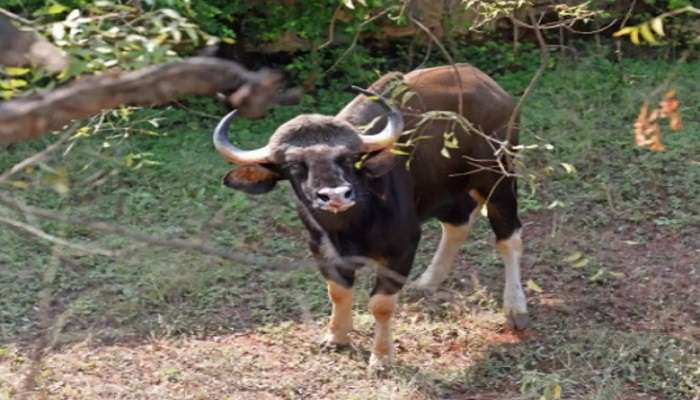 'या' कारणामुळे झाला रानगव्याचा मृत्यू, वनअधिकाऱ्यांचे स्पष्टीकरण