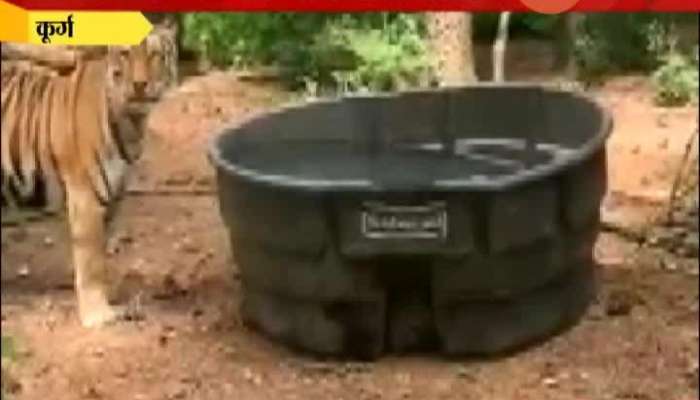 Karnataka Coorg Tigress Enjoying Water Tub Bath