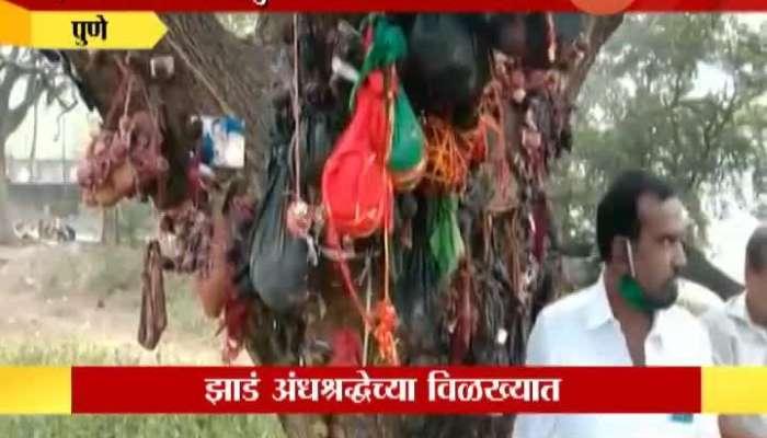 Pune Khadki Tree At Masoba Temple Fully Covered With Small Black Dolls From Black Magic