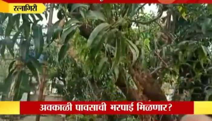 Ratnagiri Farmers In Problem From Crop Loss Posiblity From Climate Condition