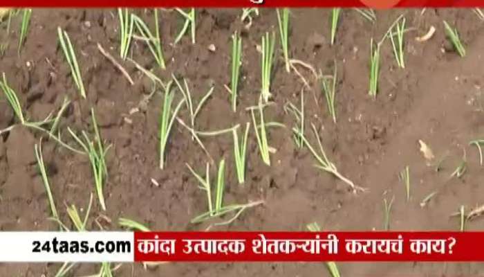 Onion Producing Farmers In Problem From Unseasonal Rain