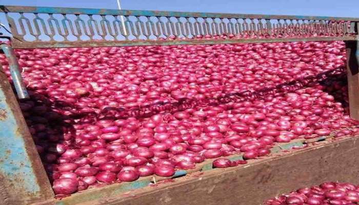 कांद्याच्या किंमती आता कधीच रडवणार नाहीत, सरकारने बनवला फॉर्मुला ! 