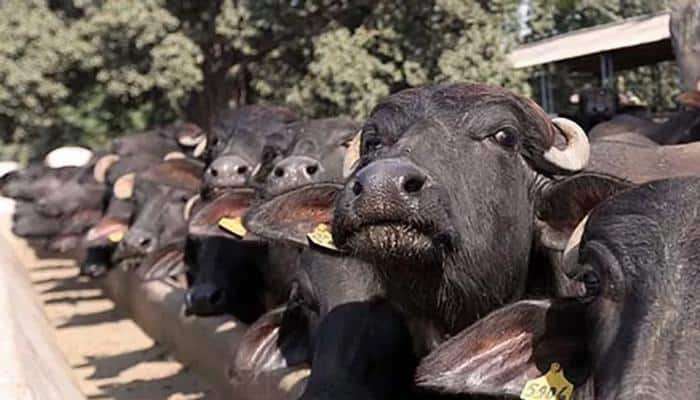 कोल्हापुरकरांचा नाद खुळा ! सुरु केलंय म्हशींचं ब्यूटी पार्लर