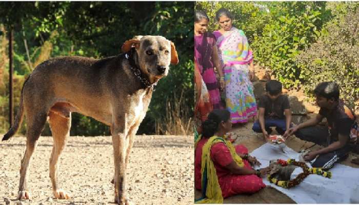 'टॉमी'च्या निधनानंतर कुटुंब बुडाले शोकसागरात, केले अंत्यसंस्कार 