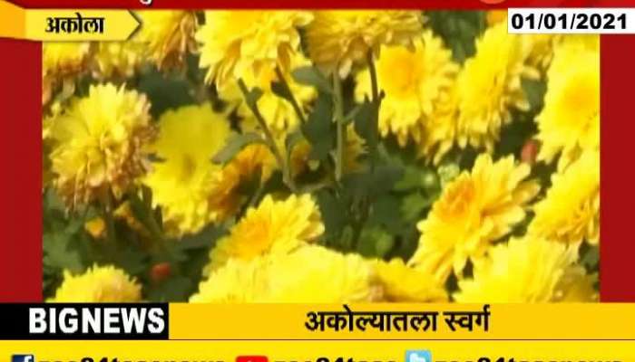Akola Dr Punjabrao Deshmukh Krishi Vidhyapeeth With More Than 100 Types Of Shevanti Flowers