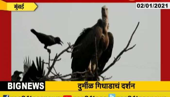 Mumbai Vultures seen in Sanjay Gandhi Park