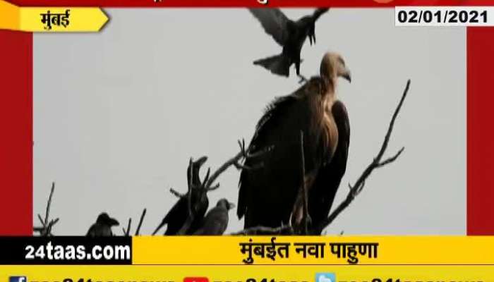 Mumbai Vultures seen in Sanjay Gandhi Park Update