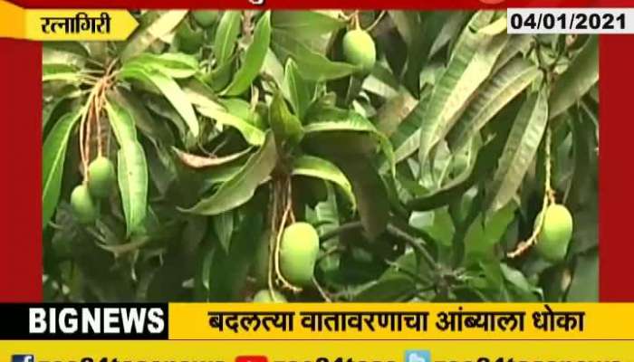 Ratnagiri Mango Producing Farmers In Tension From Climate Condition