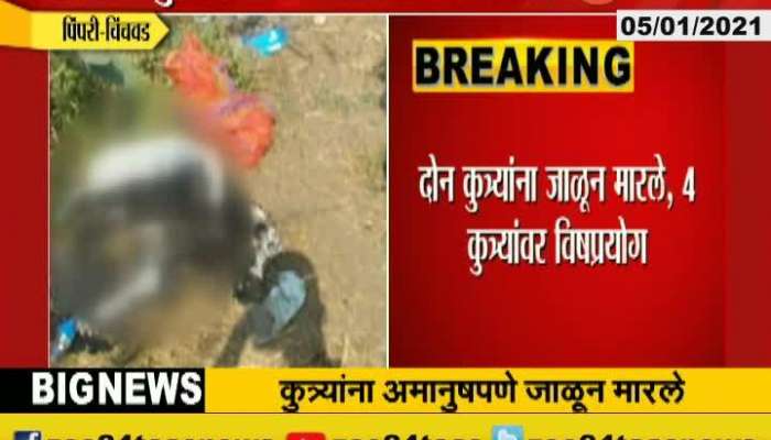Pimpri Chinchwad Case File On Unknown For Poisioning Four Dogs And Burning 2 Dogs Alive
