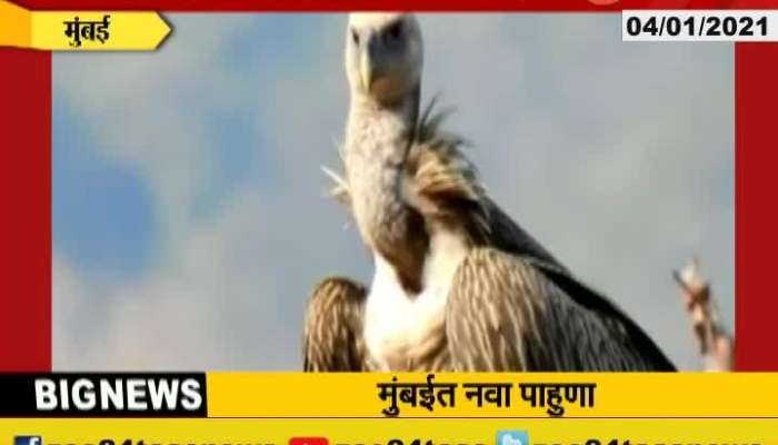 Himalayan Vulture Enters Mumbai Sanjay Gandhi National Park