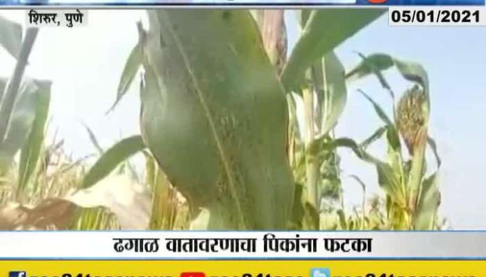 or Pune Shirur Farmer In Problem From Climate Condition