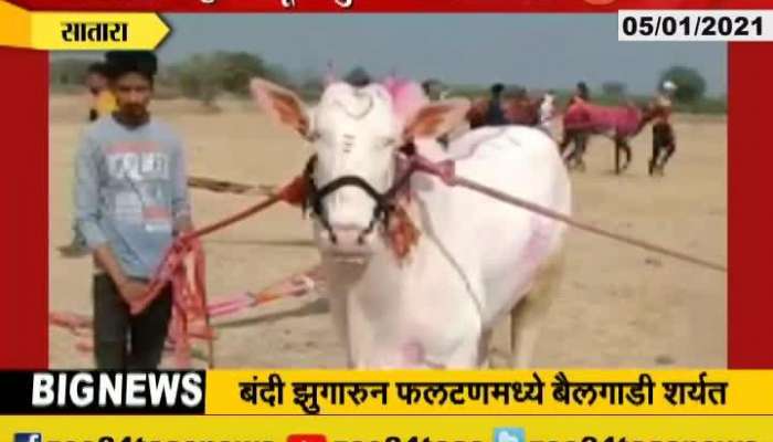 Bullock Cart Race In Satara,Phaltan