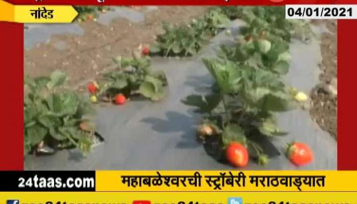 Nanded Farmer Success Story Of Growing Strawberry In Marathwada