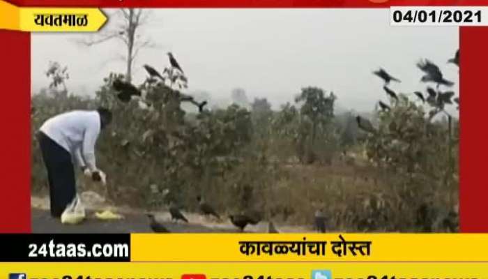 Yavatmal Man And Crow Unique Friendship