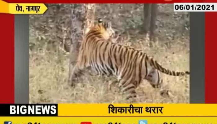 Nagpur Tiger Attack On Deer Update At 10 Am