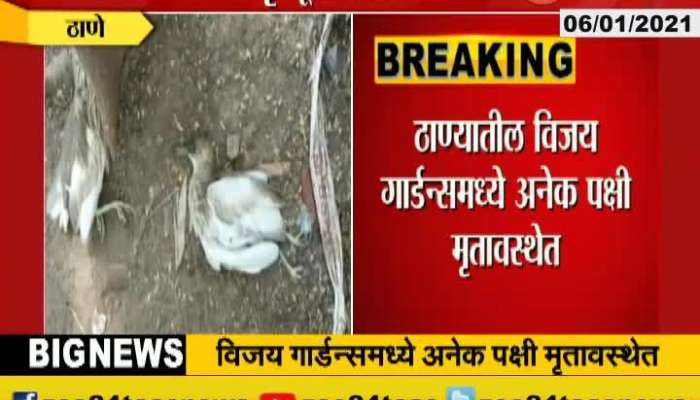 Thane Many Birds Found Dead At Vijay Gardens Reason Not Clear For Death