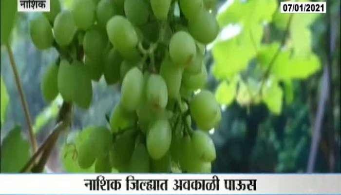 Nashik Loss In Grapes Farming