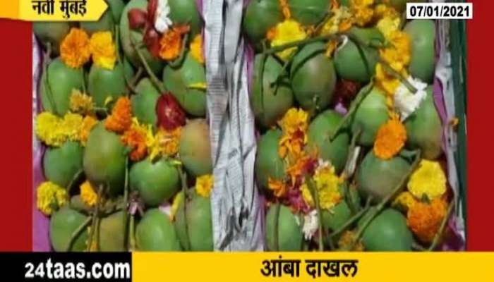  Hapus Mango Entered In Navi Mumbai Market