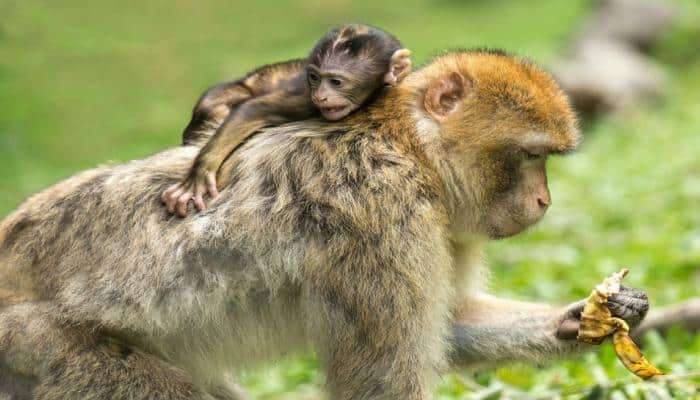 माकडीणीच्या मातृत्वाचा सोहळा पाहून तुमचेही डोळे पाणावतील !