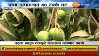 रत्नागिरीत अवकाळी पावसाचा आंबा पिकाला फटका, 40 टक्के घट?