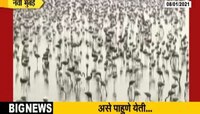 नवी मुंबई | ऐरोली ते उरण फ्लेमिंगोंचा मेळा 