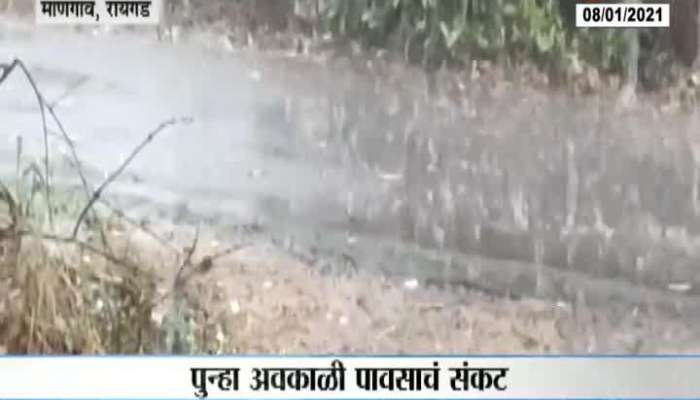 Raigad,Mangaon Uncertain Rain Farmers Suffer Loss