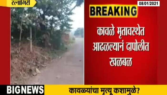 Ratnagiri 5 Crows Found Dead In dumping Ground Area