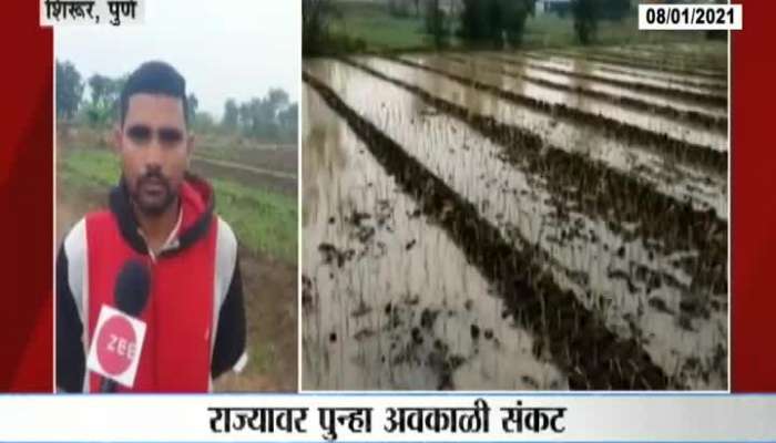 Pune,Shirur Uncertain Rain Farmers Suffer Loss