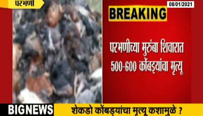 500 Hundreds of hens die in Parbhani